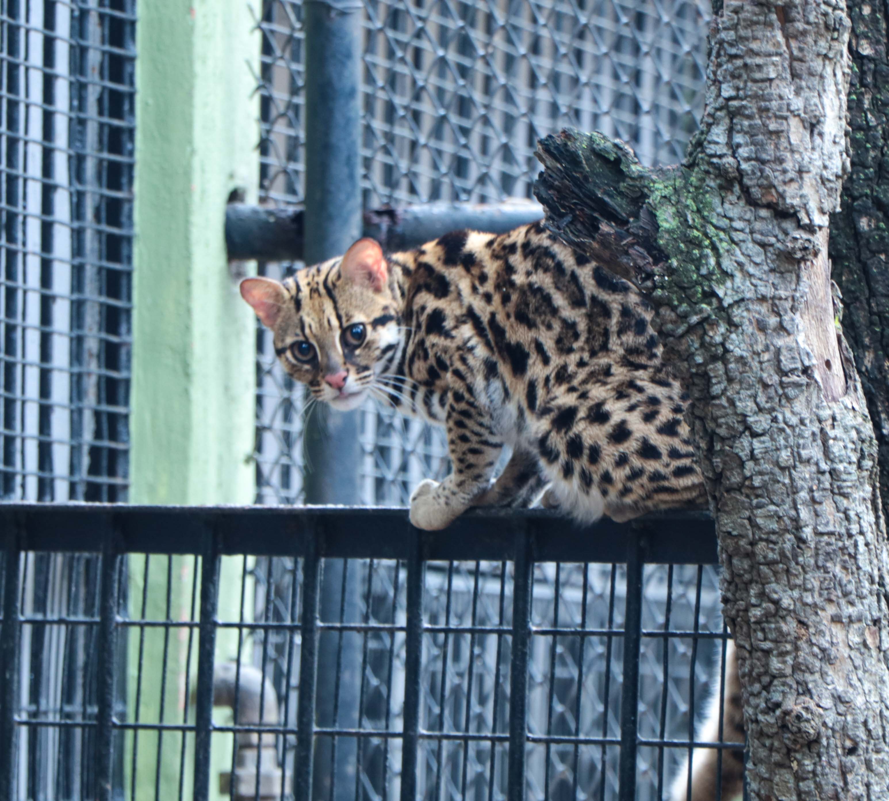 Leopard Cat